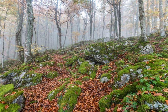 Autumn In The Beech Forest Of Gumial Asturias