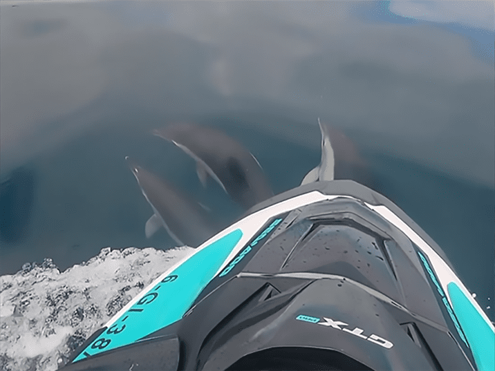 Rutas en motos de agua entre delfines
